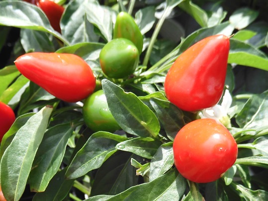 f:id:ushidama:20201006234118j:plain