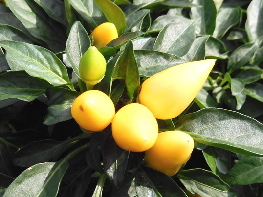 f:id:ushidama:20201006234135j:plain