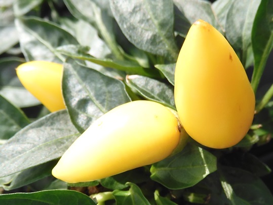 f:id:ushidama:20201006234151j:plain