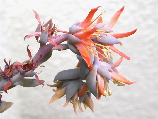 f:id:ushidama:20201008053122j:plain