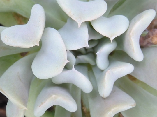 f:id:ushidama:20201008053152j:plain