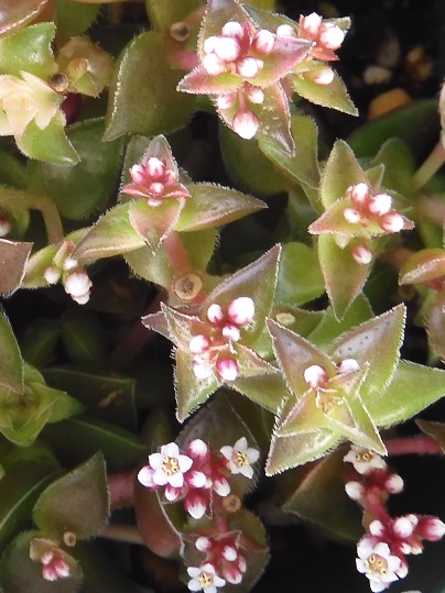 f:id:ushidama:20201008053957j:plain