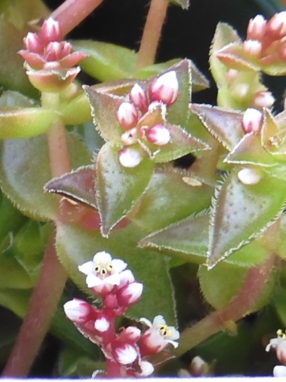 f:id:ushidama:20201008054018j:plain