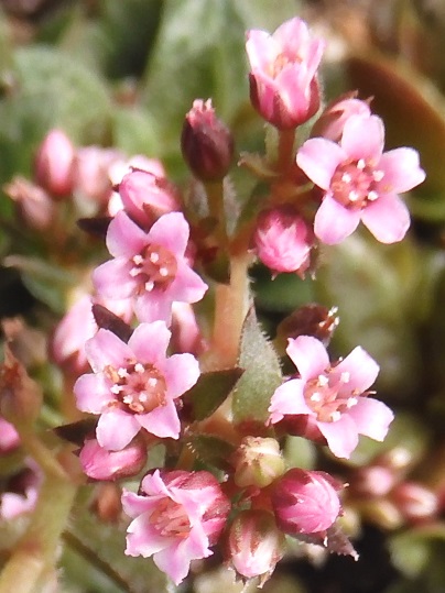 f:id:ushidama:20201008054232j:plain