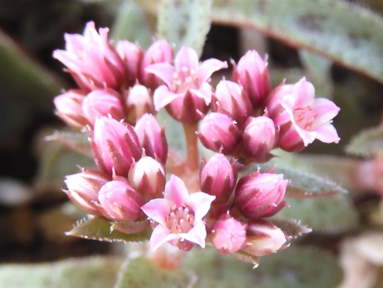 f:id:ushidama:20201008054250j:plain