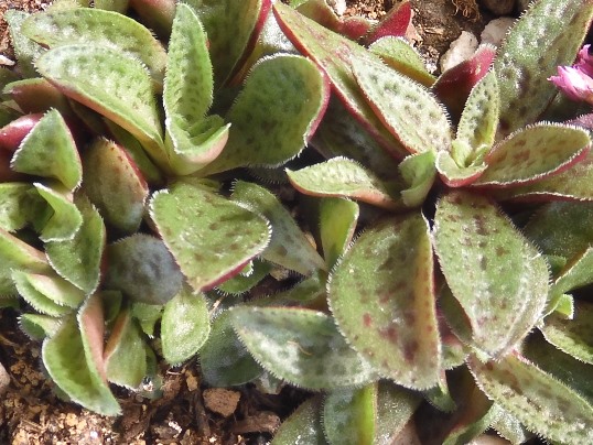 f:id:ushidama:20201008054305j:plain