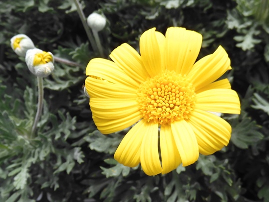 f:id:ushidama:20201009070334j:plain