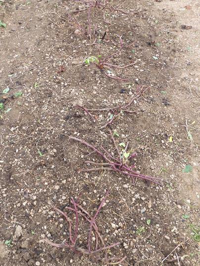 f:id:ushidama:20201031023321j:plain