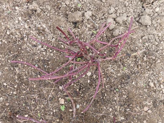 f:id:ushidama:20201031023338j:plain