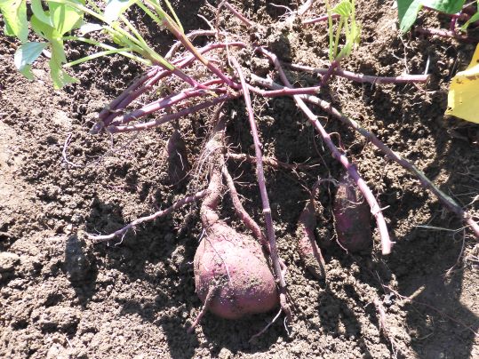 f:id:ushidama:20201031023628j:plain