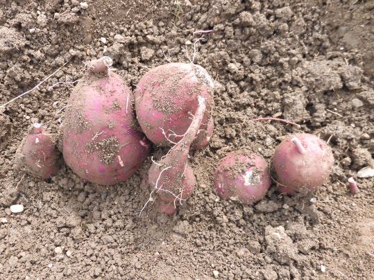 f:id:ushidama:20201031023648j:plain