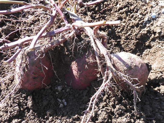 f:id:ushidama:20201031023722j:plain