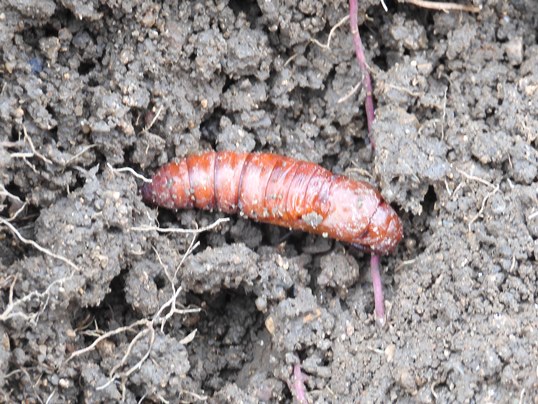 f:id:ushidama:20201031023813j:plain