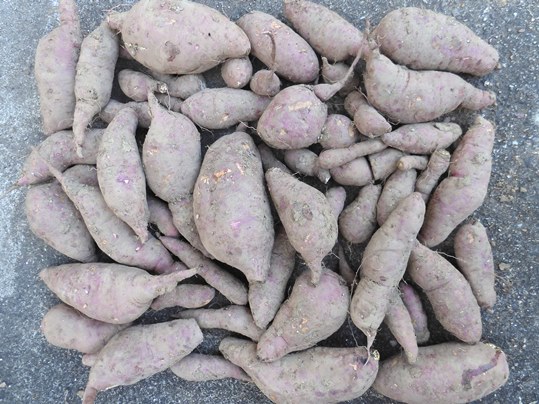 f:id:ushidama:20201031024004j:plain