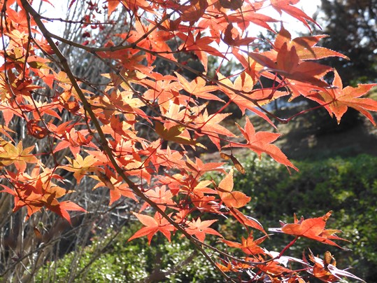 f:id:ushidama:20201128112830j:plain