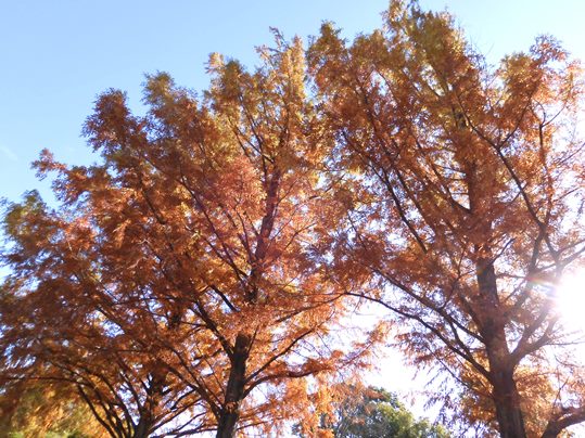 f:id:ushidama:20201128113046j:plain