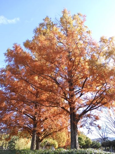 f:id:ushidama:20201128113058j:plain