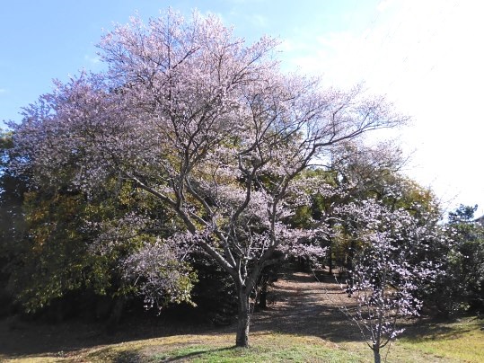 f:id:ushidama:20201128113217j:plain