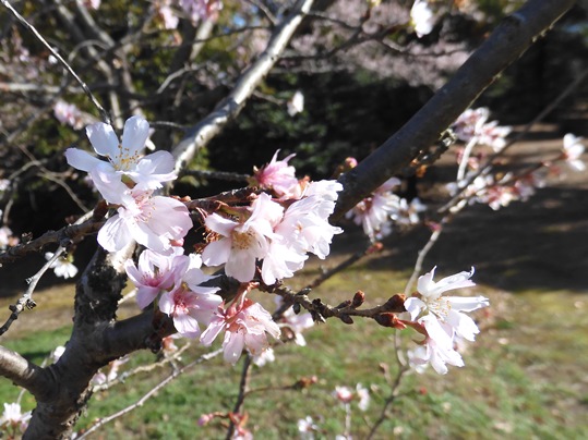 f:id:ushidama:20201128113230j:plain