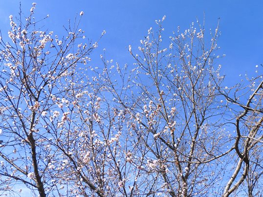 f:id:ushidama:20201128113321j:plain