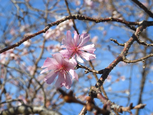 f:id:ushidama:20201128113444j:plain