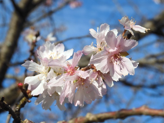 f:id:ushidama:20201128113457j:plain