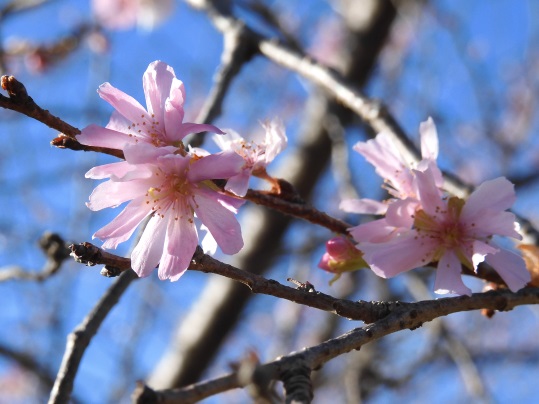 f:id:ushidama:20201128113512j:plain