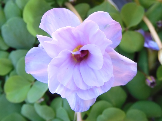 f:id:ushidama:20201202074621j:plain