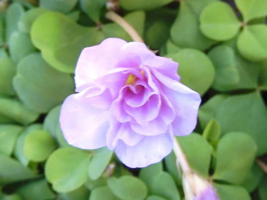 f:id:ushidama:20201202074645j:plain