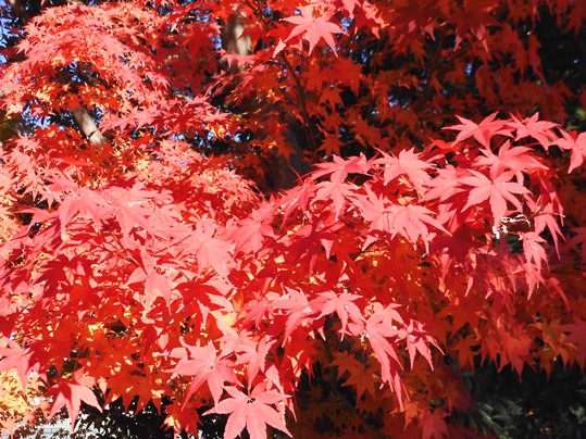 f:id:ushidama:20201213060340j:plain