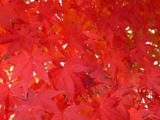 f:id:ushidama:20201213060437j:plain
