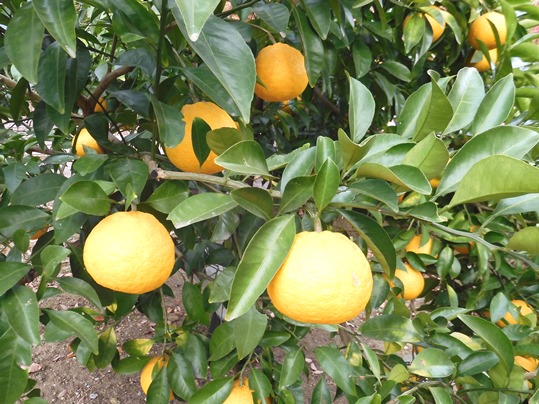 f:id:ushidama:20201219074018j:plain