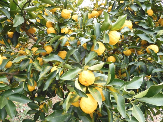 f:id:ushidama:20201219074150j:plain