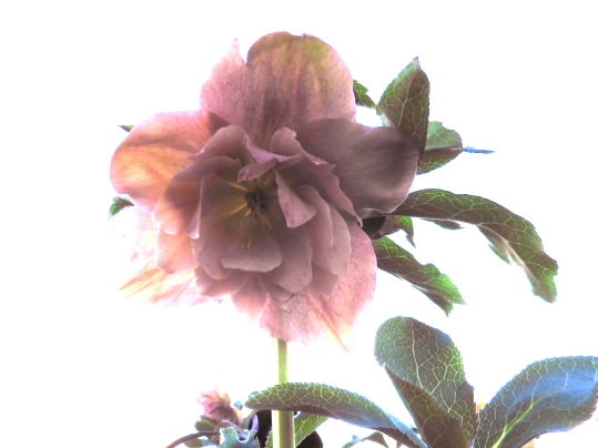 f:id:ushidama:20210125190446j:plain