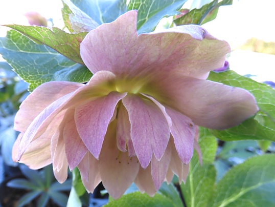 f:id:ushidama:20210125190510j:plain
