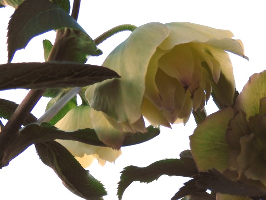 f:id:ushidama:20210125190540j:plain