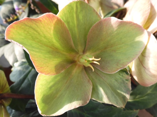 f:id:ushidama:20210125190552j:plain