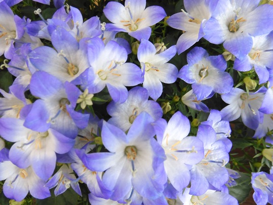f:id:ushidama:20210314155248j:plain
