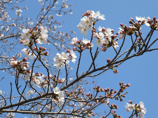 f:id:ushidama:20210326183318j:plain