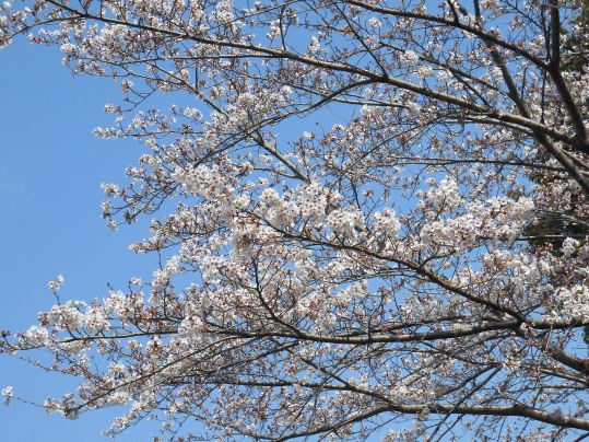 f:id:ushidama:20210326183332j:plain