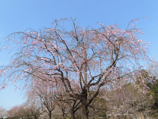 f:id:ushidama:20210326183443j:plain