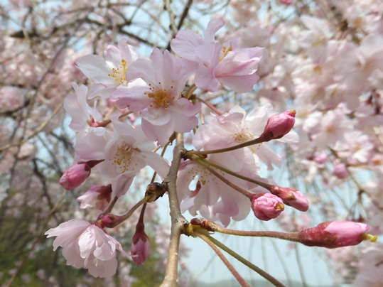 f:id:ushidama:20210331080011j:plain