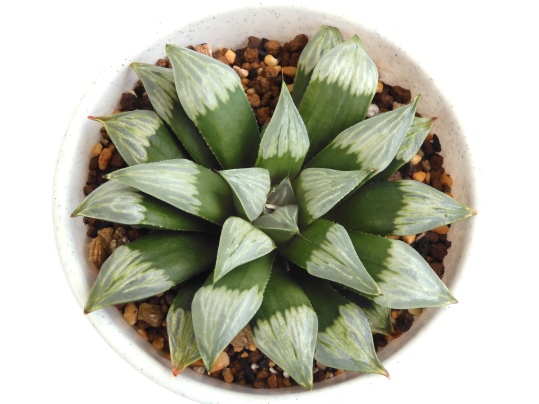 ハオルチア ムチカ3 - Ushidama Farm