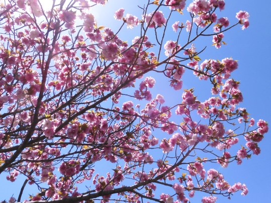 f:id:ushidama:20210407183211j:plain