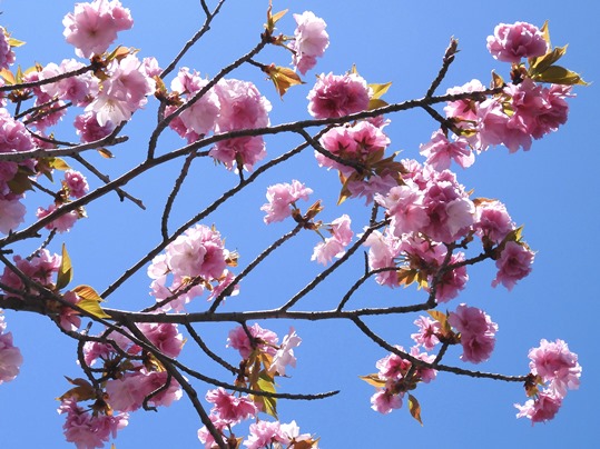 f:id:ushidama:20210407183230j:plain