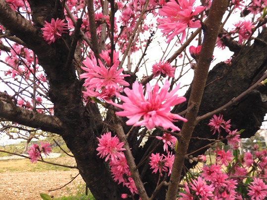 f:id:ushidama:20210412065257j:plain