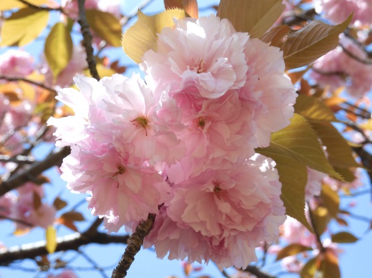 f:id:ushidama:20210412070100j:plain