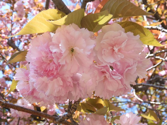 f:id:ushidama:20210412070114j:plain