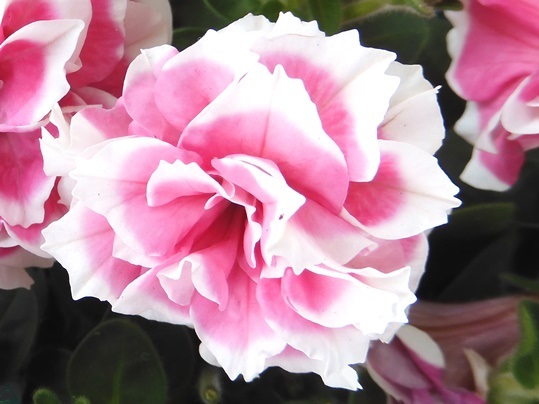 f:id:ushidama:20210505223122j:plain