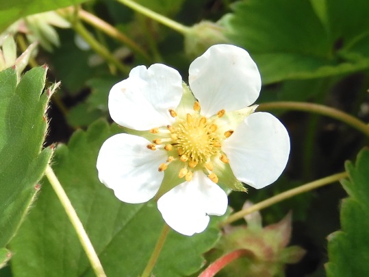 f:id:ushidama:20210511184427j:plain